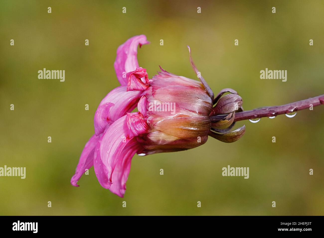 georgina (Dahlia spec.), wet single blossom, side view Stock Photo