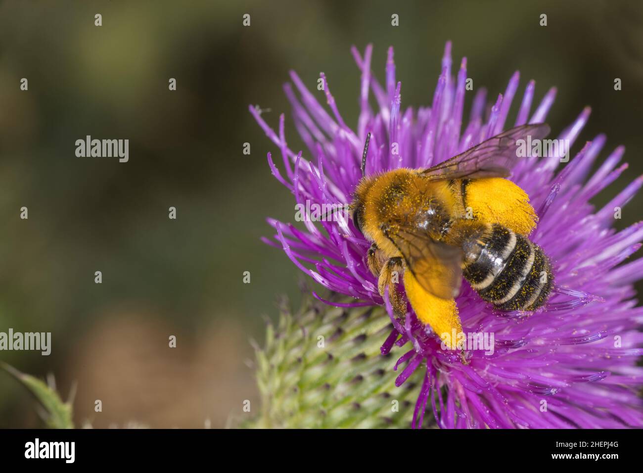 Pantaloon Bee (Dasypoda altercator, Dasypoda plumipes, Dasypoda hirtipes), sitting on a thistle, Germany Stock Photo