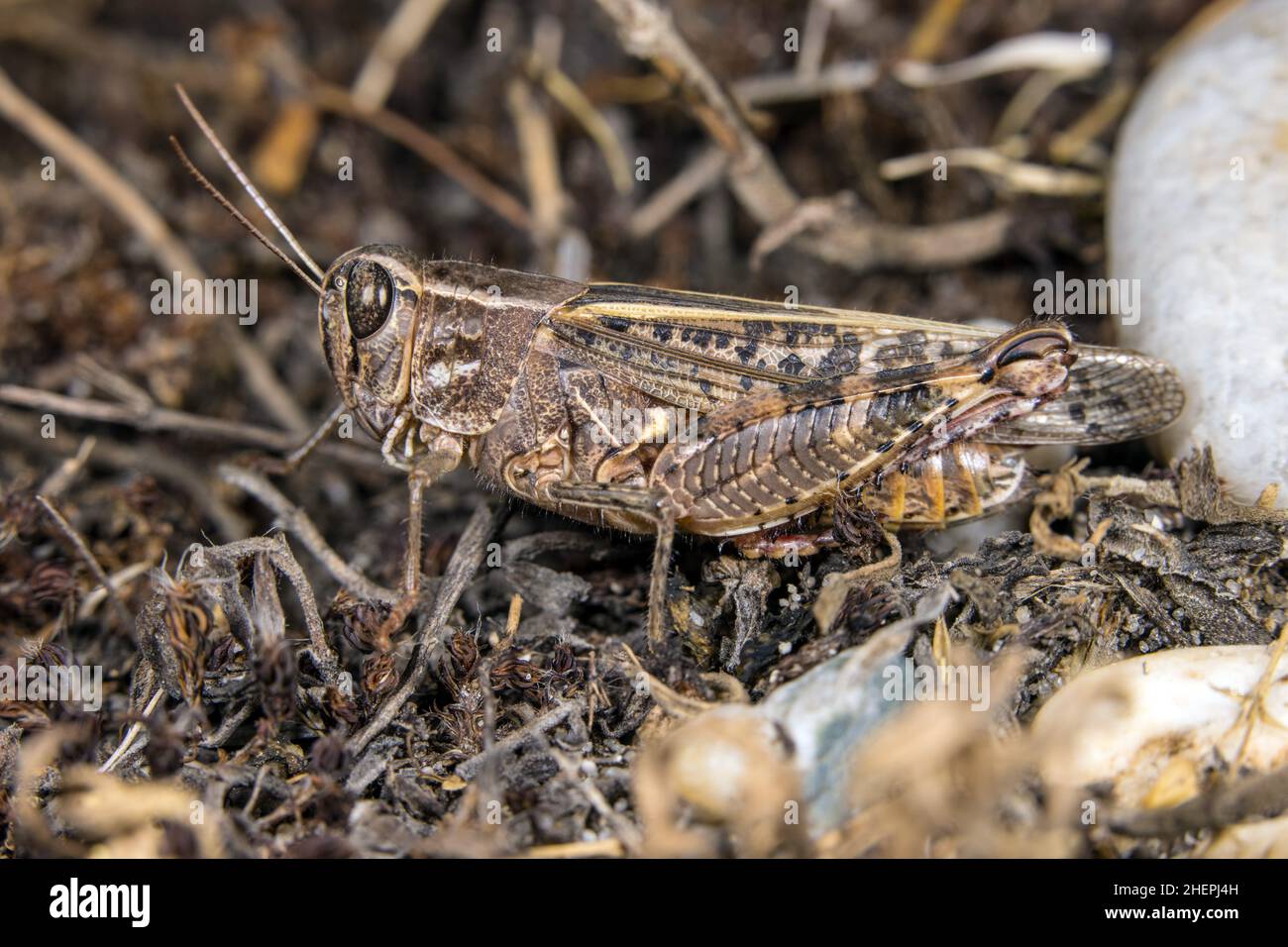Italian locust (Calliptamus italicus, Calliptenus cerisanus), sits on the ground, Germany Stock Photo