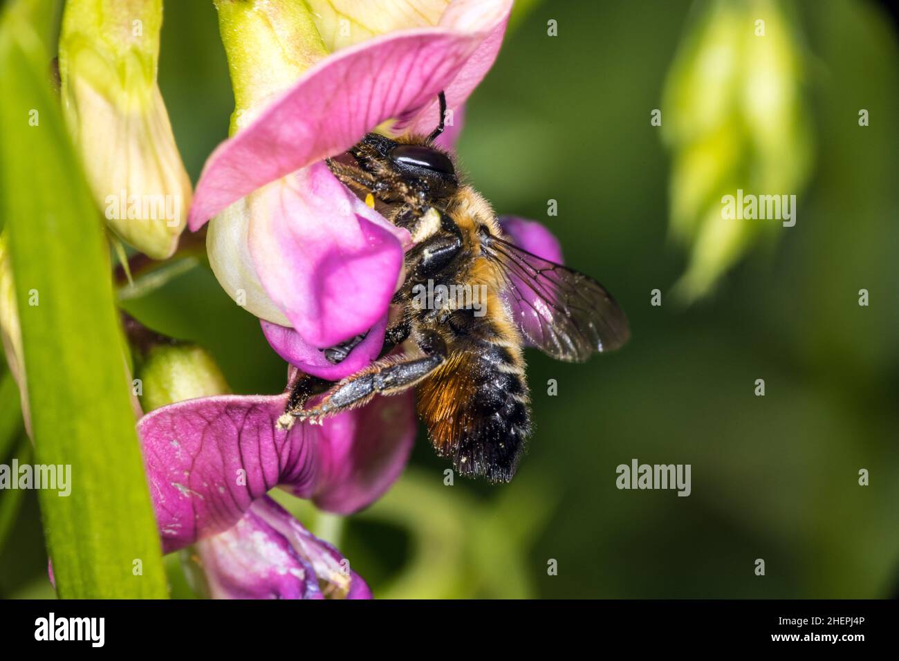 Leafcutter bee, Leafcutter-bee (Megachile ericetorum, Chalicodoma ericetorum, Pseudomegachile ericetorum), sucking nectar at vetchling, Lathyrus, Stock Photo
