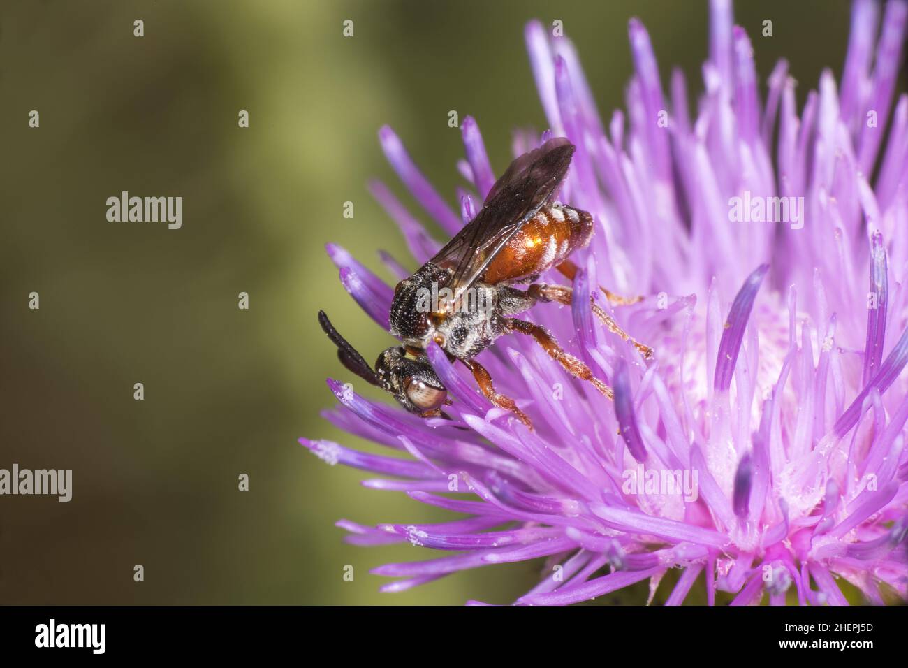 wild bee (Ammobates punctatus), sits on a knapweed flower, Germany Stock Photo