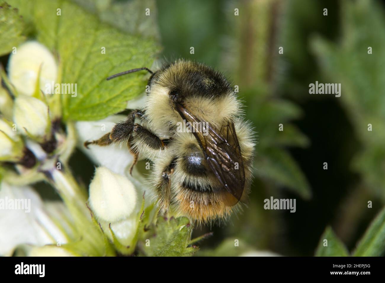 Knapweed carder bee, Shrill carder bee (Bombus sylvarum), on white deadnettle, Lamium album, Germany Stock Photo