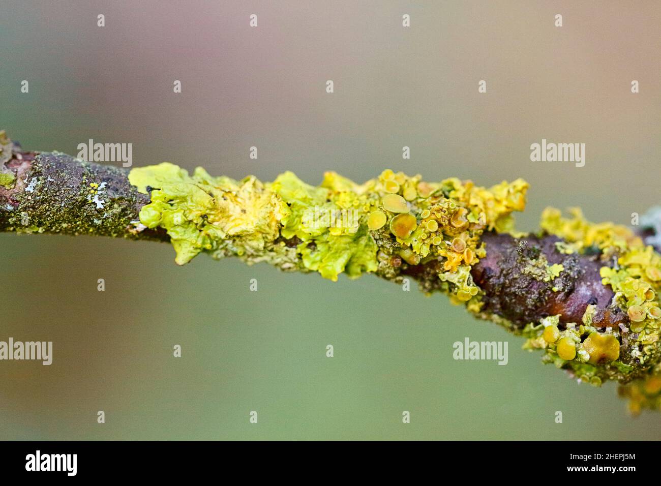Common orange lichen, Yellow scale, Maritime sunburst lichen, Shore lichen, Golden shield lichen (Xanthoria parietina, Parmelia parietina), on a twig Stock Photo