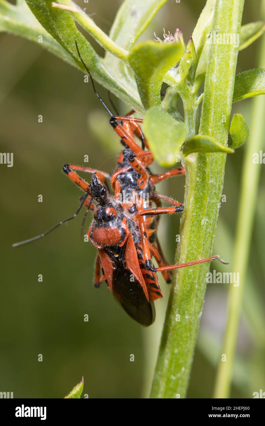 assassin bug (Rhinocoris iracundus, Rhynocoris iracundus), mating on a stem, Germany Stock Photo
