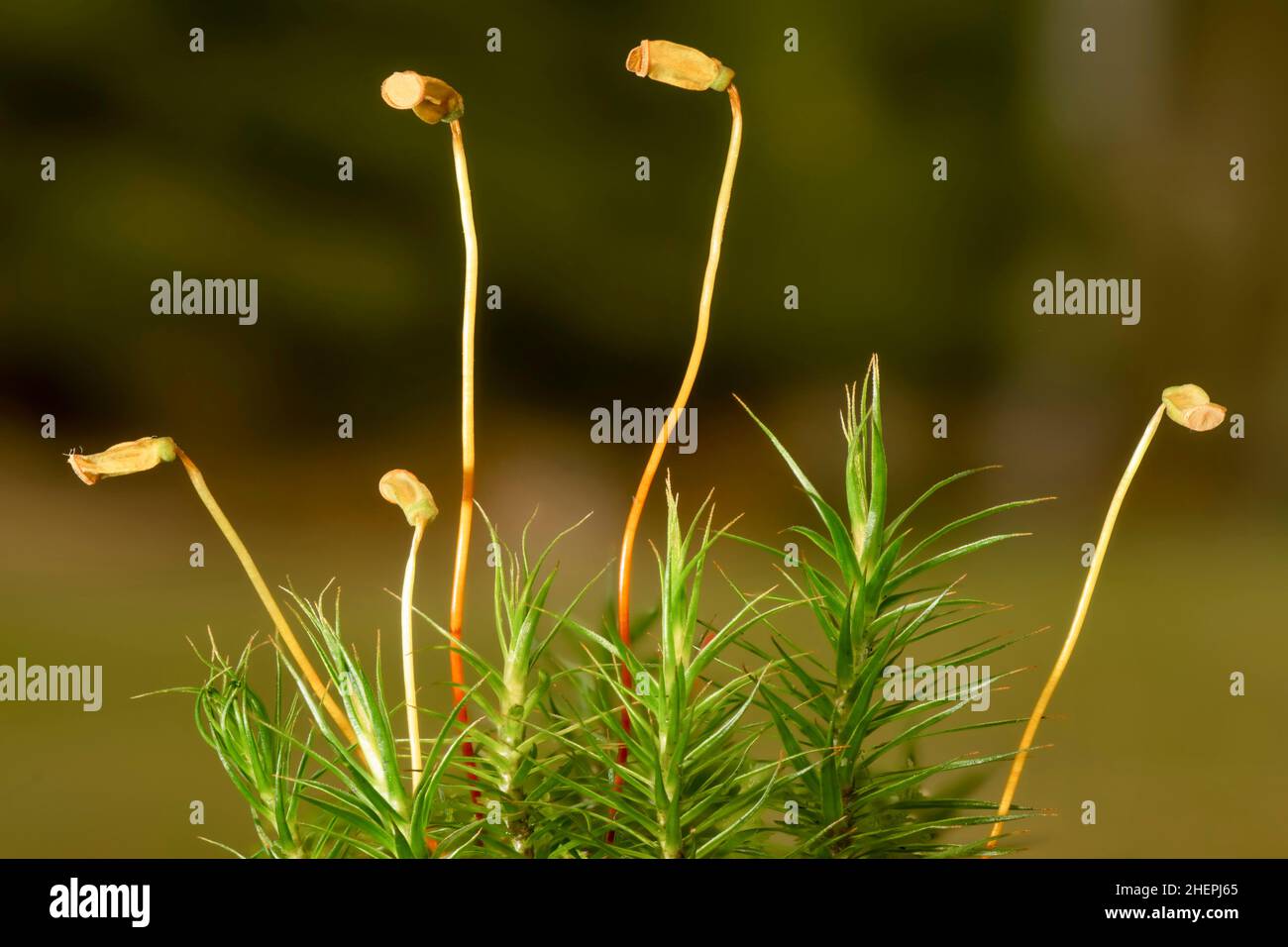Star Moss, Haircap Moss, Hair Moss (Polytrichum formosum, Polytrichum attenuatum), moss with capsules, Germany, Bavaria Stock Photo