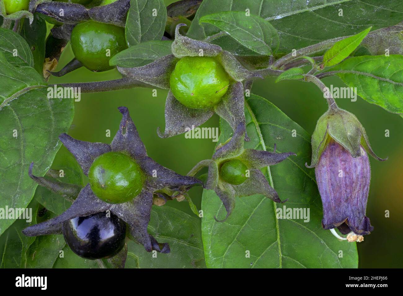 deadly nightshade (Atropa bella-donna, Atropa belladonna), with flower and fruits, Germany, Bavaria Stock Photo
