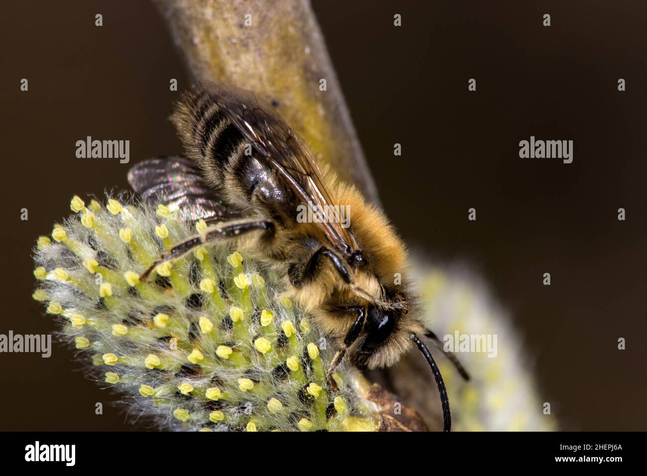 Spring Colletes (Colletes cunicularius), sitting at a pussy willow, Germany Stock Photo