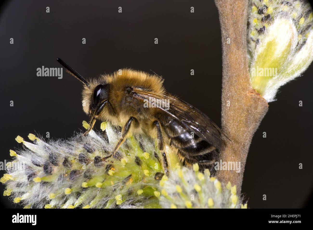 Spring Colletes (Colletes cunicularius), sits on a catkin, Germany Stock Photo