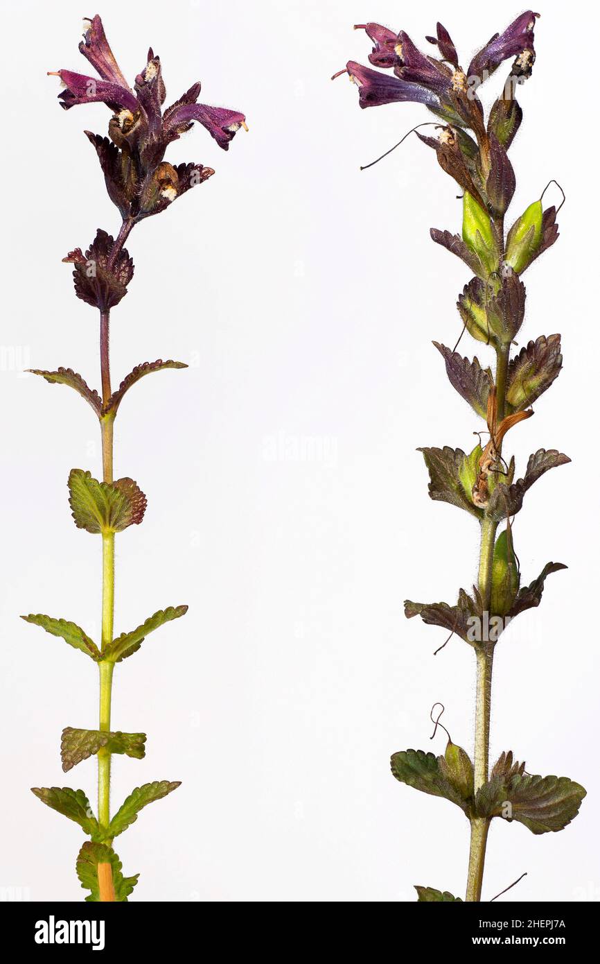 Alpine bartsia, Velvetbells (Bartsia alpina), Two inflorescences, cut-out, Austria, Tyrol Stock Photo