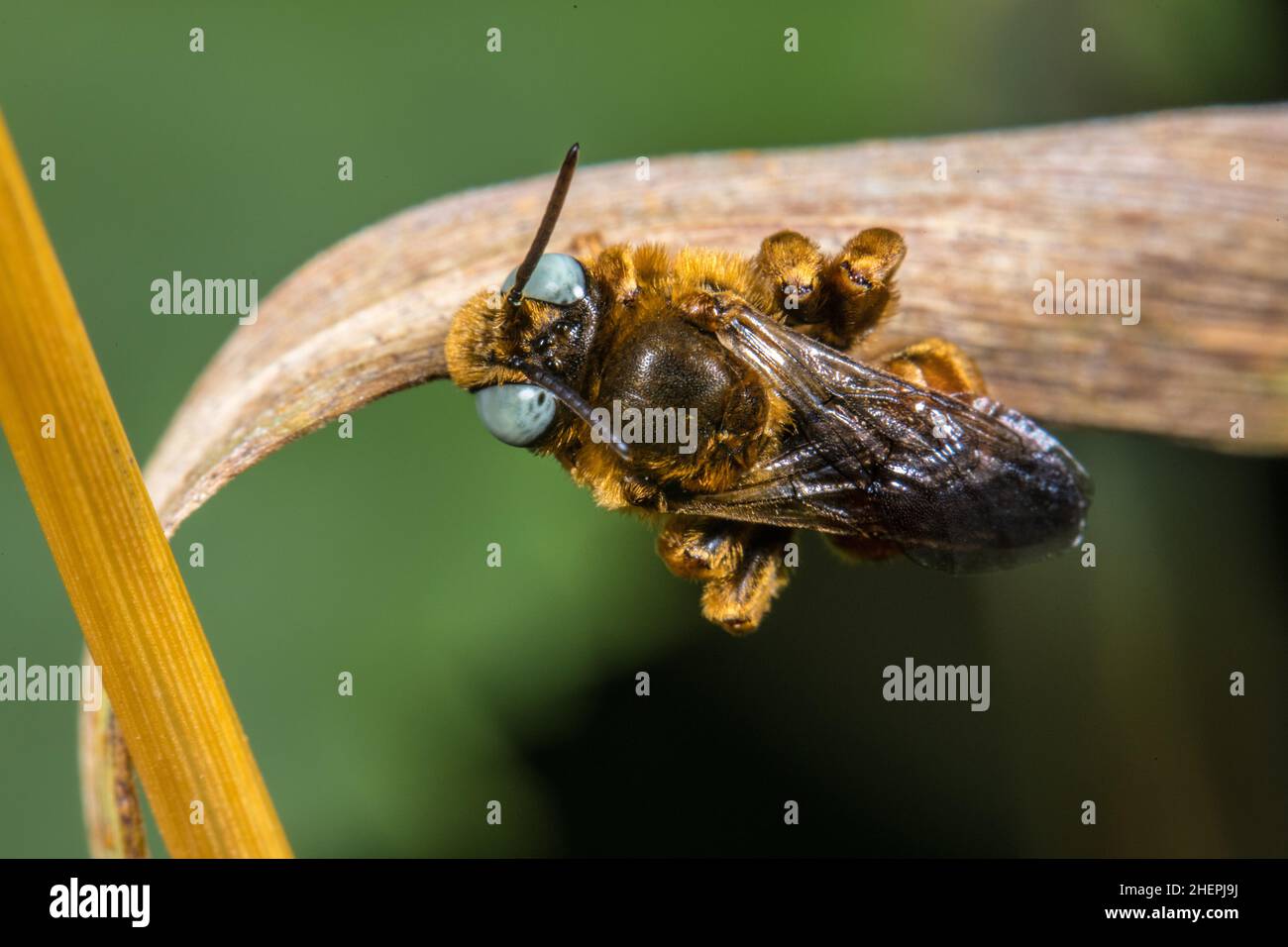 European Yellow Loosestrife-Cuckoo, Eurasian Macropis Cuckoo Bee (Epeoloides coecutiens), male sits on a withered leaf, Germany Stock Photo