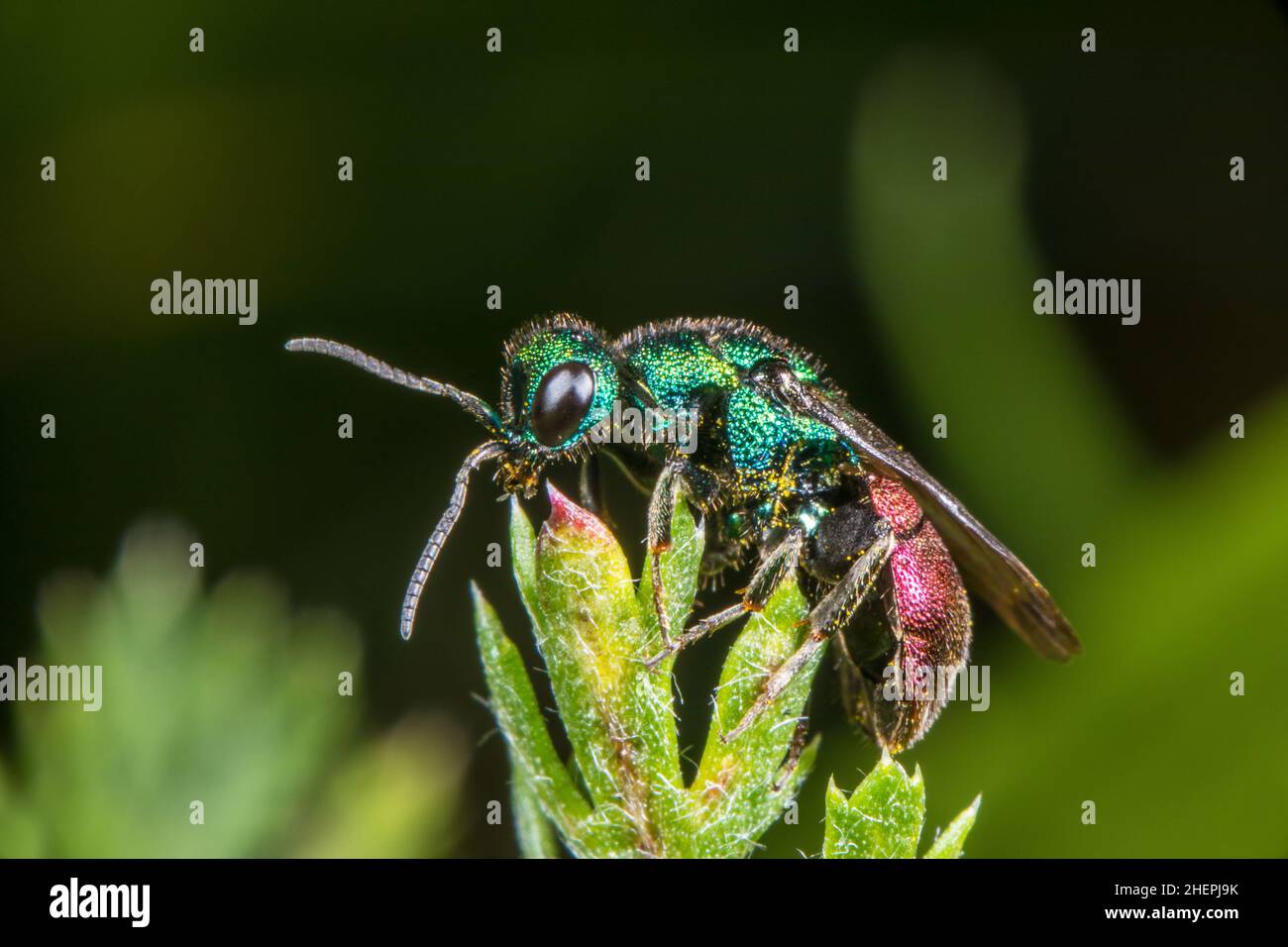 Gold wasp (Hedychrum nobile), male sitting on a leaf, side view, Germany Stock Photo