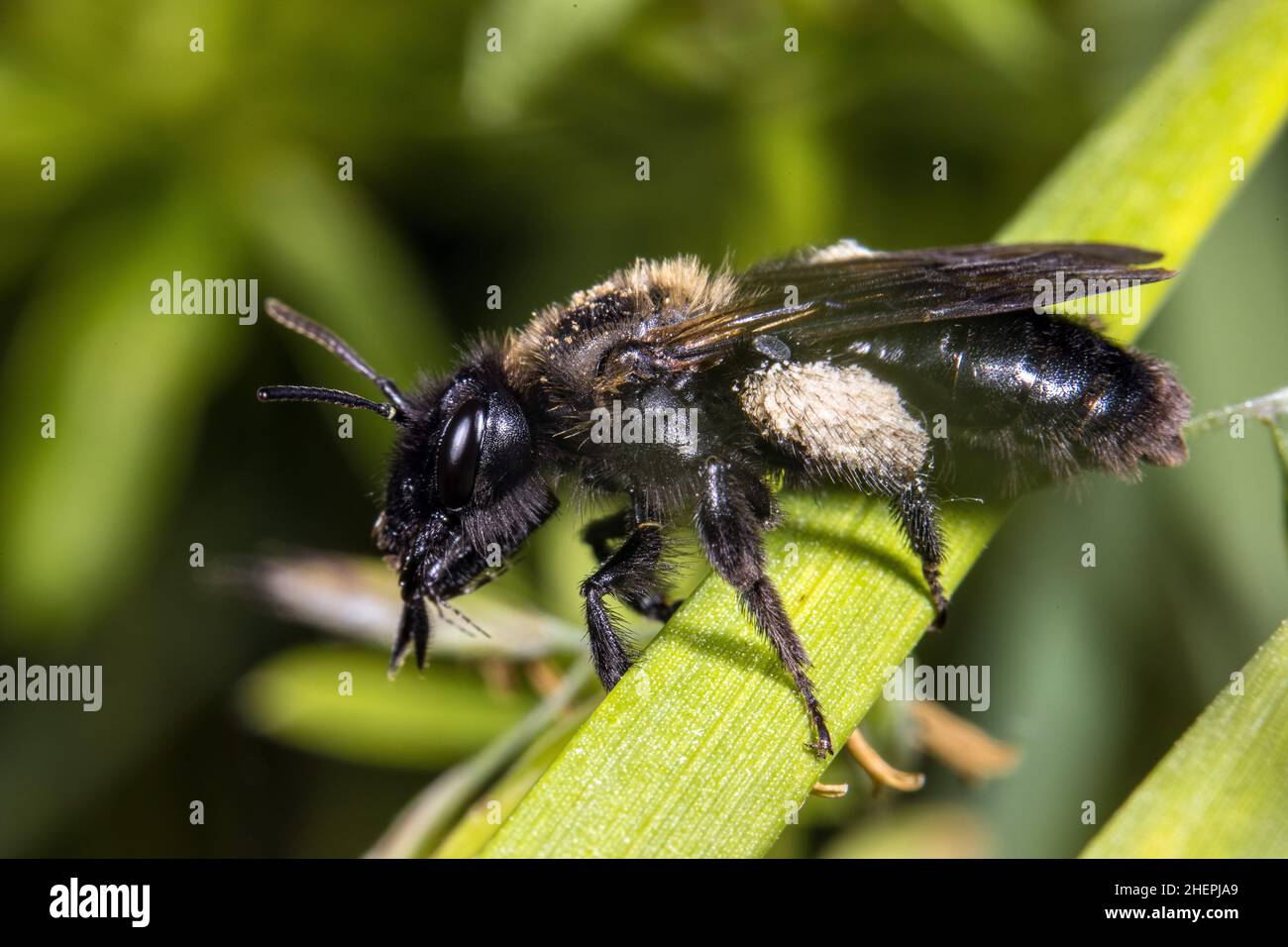 mining bee (Andrena nasuta), sitting on a blade of grass, side view, Germany Stock Photo