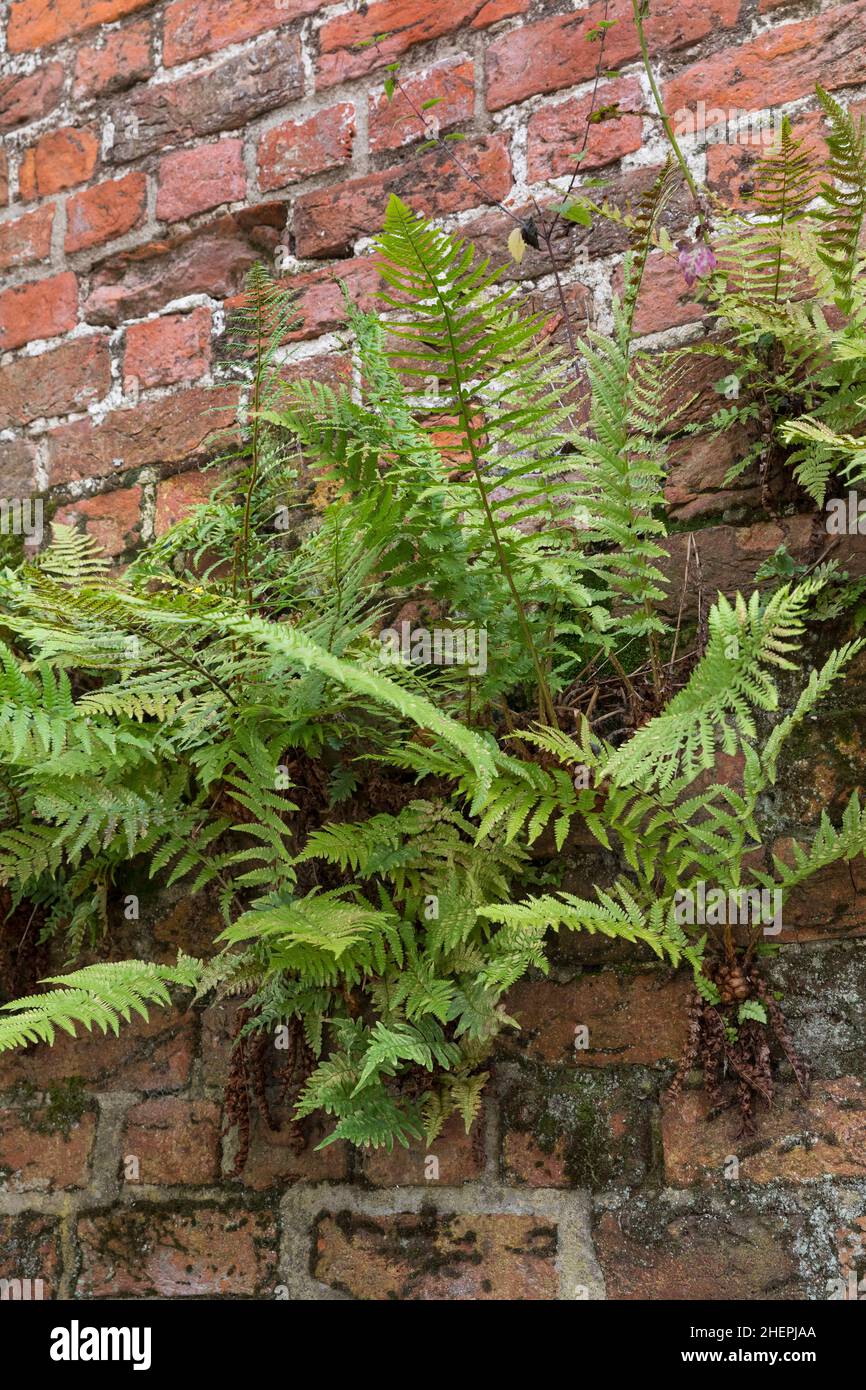 Male fern, Worm fern (Dryopteris filix-mas), growing on a wall, Germany Stock Photo