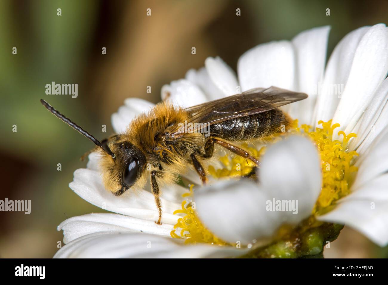 mining bee (Andrena haemorrhoa, Andrena albicans), male on a flower, Germany Stock Photo