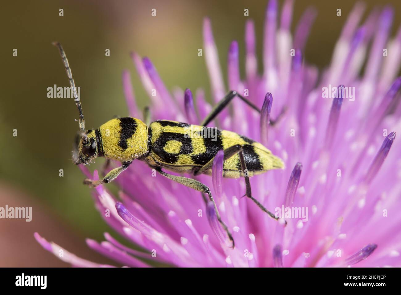 grape wood borer (Chlorophorus varius), sits on thistle flower, Germany Stock Photo