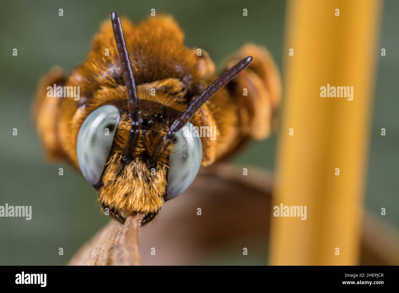 European Yellow Loosestrife-Cuckoo, Eurasian Macropis Cuckoo Bee (Epeoloides coecutiens), male, Germany Stock Photo