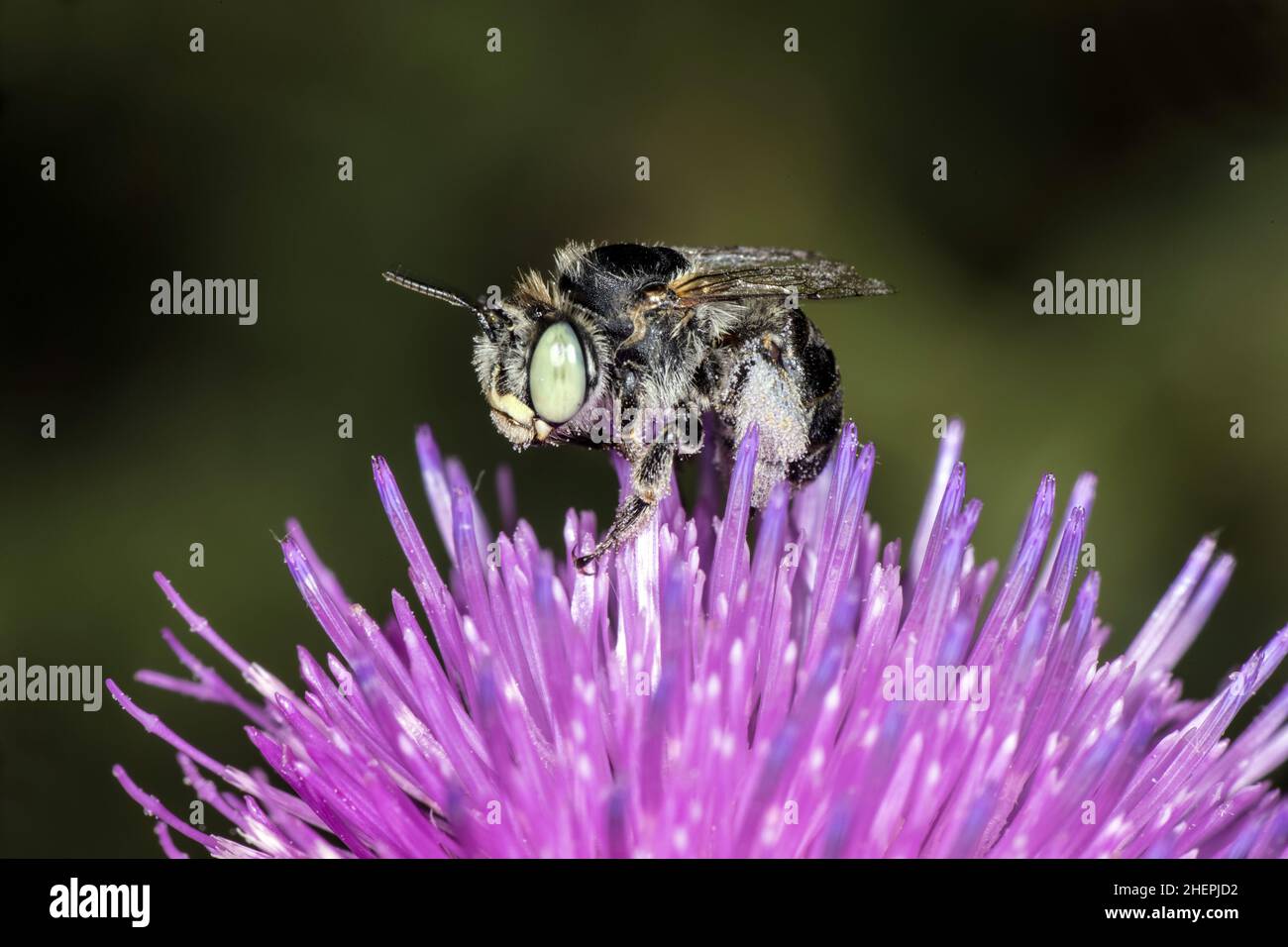 Little Flower-Bee (Anthophora bimaculata), sits on a flower, Germany Stock Photo