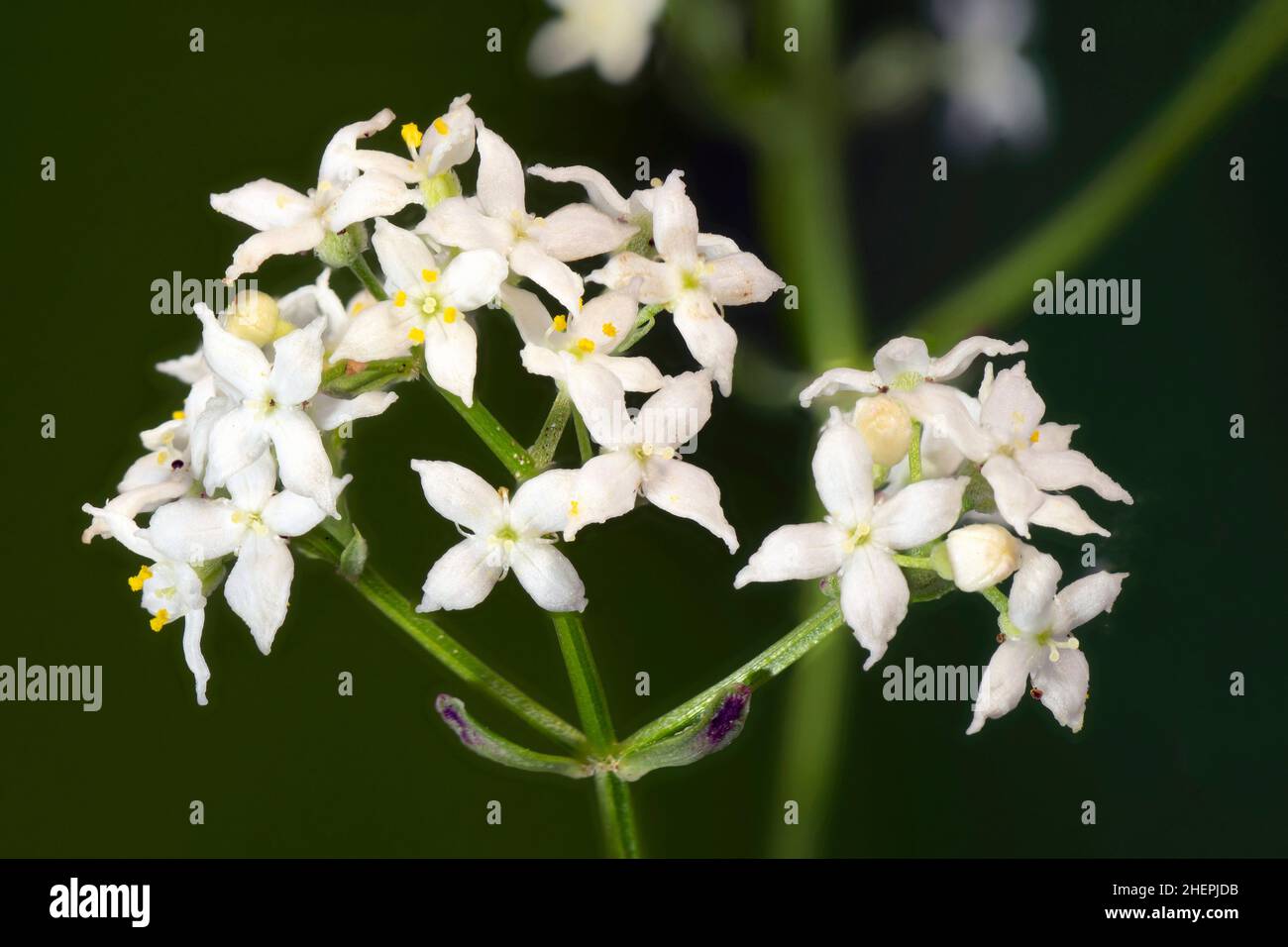 Great hedge bedstraw, Smooth bedstraw (Galium mollugo), Part of an inflorescence, close-up, Germany, Bavaria, Murnauer Moos Stock Photo