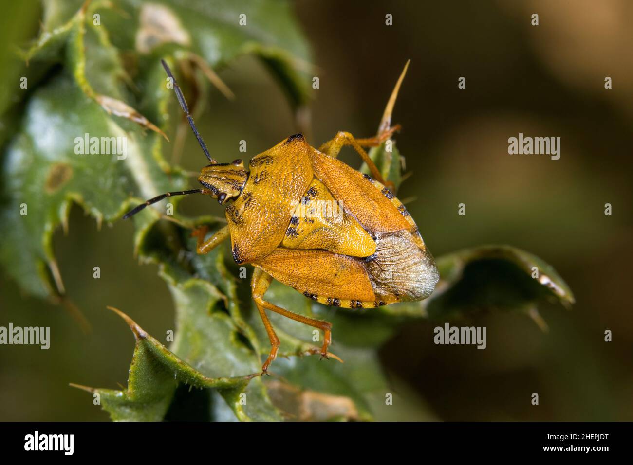 Mediterranean shield bug (Carpocoris pudicus), sitting at a thistle, Germany Stock Photo