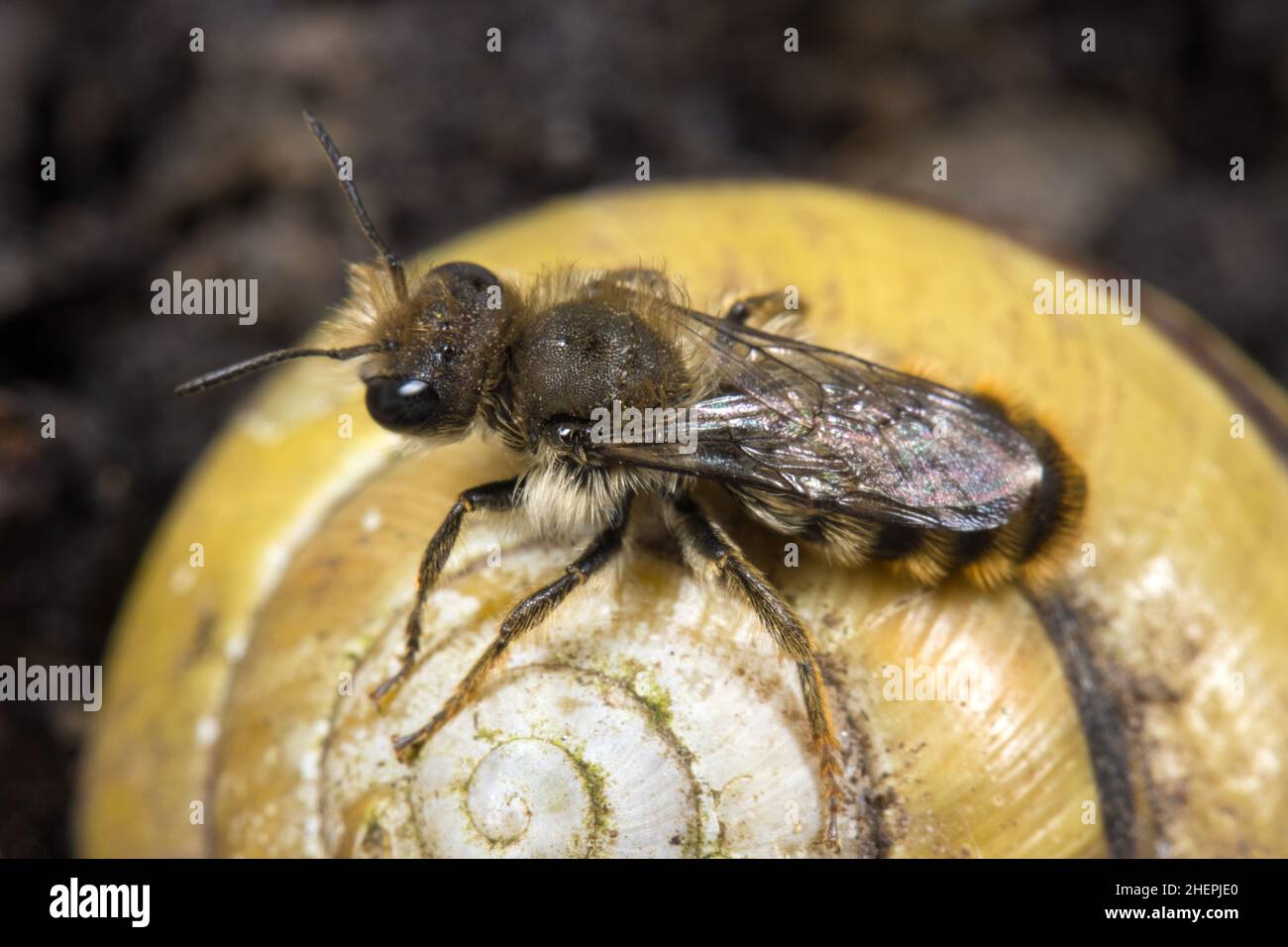 Bicoloured mason bee, Mason bee (Osmia bicolor), male on a snail-shell, Germany Stock Photo