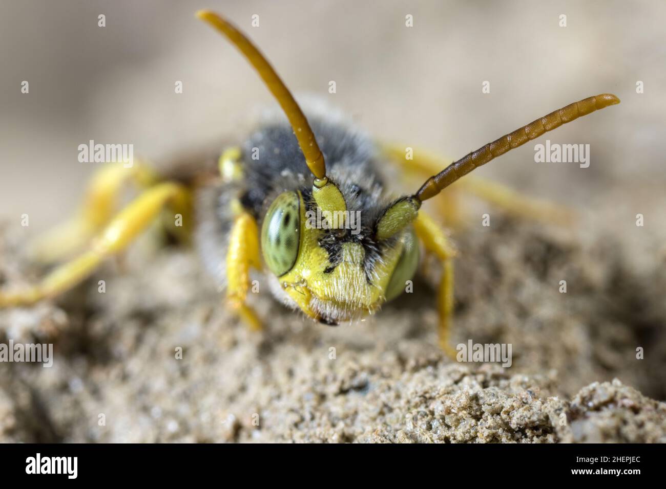 Lathbury's Nomad Bee (Nomada lathburiana), male, portrait, Germany Stock Photo
