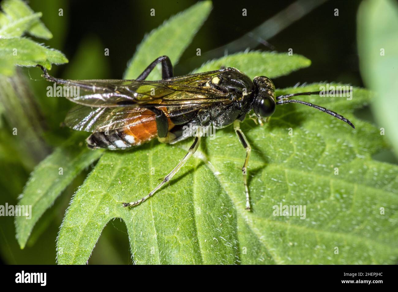 sawfly (Macrophya militaris), sits on a leaf, Germany Stock Photo