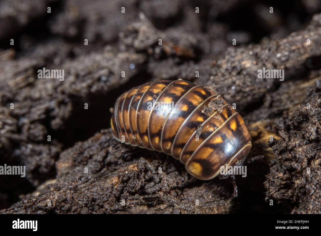 pill millipede (Glomeris hexasticha), on the ground, Germany Stock Photo