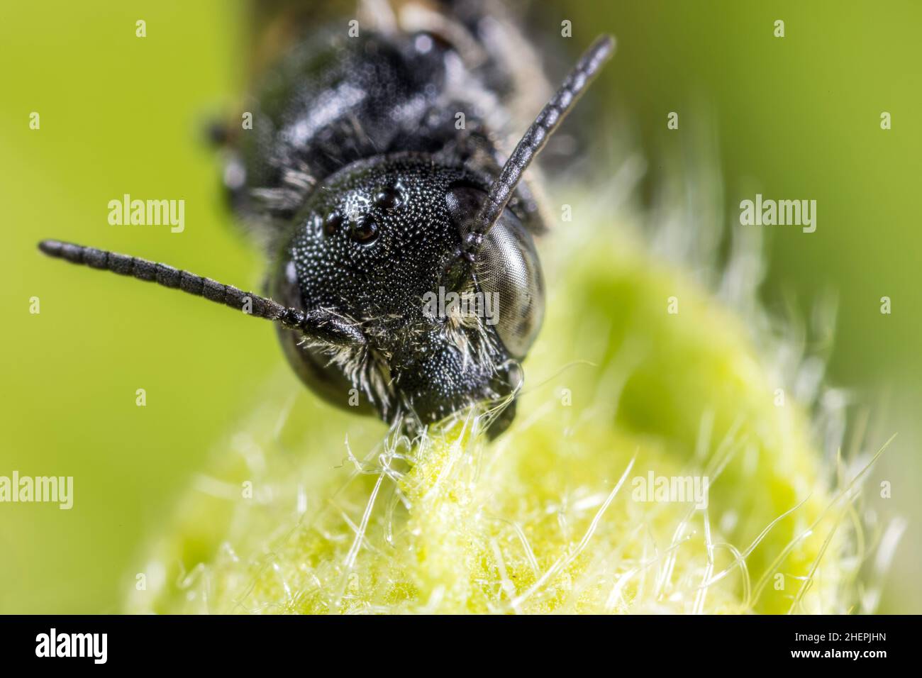 wild bee (Osmia rapunculi, Chelostoma rapunculi), bitten at a plant for sleeping, Germany Stock Photo