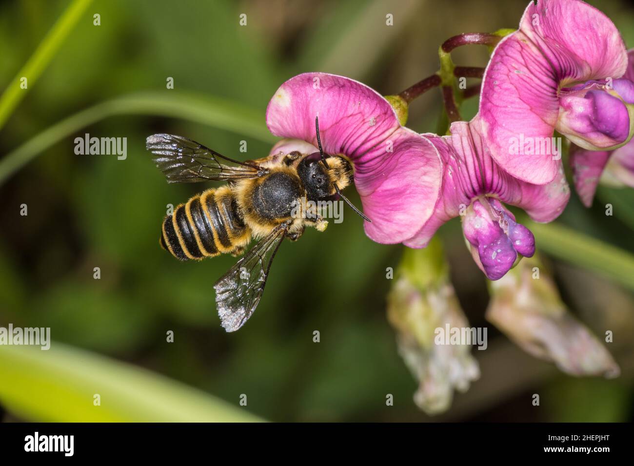 Leafcutter bee, Leafcutter-bee (Megachile ericetorum, Chalicodoma ericetorum, Pseudomegachile ericetorum), on a vetchling flower, Germany Stock Photo