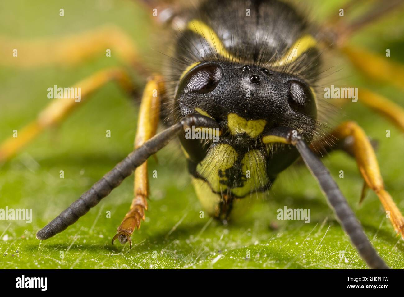 Saxon wasp (Dolichovespula saxonica, Vespula saxonica), sits on a leaf, portrait, Germany Stock Photo