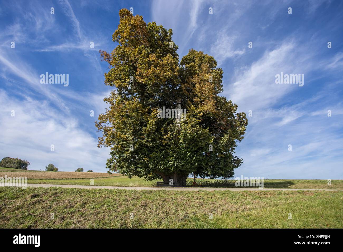 large-leaved lime, lime tree (Tilia platyphyllos), 600 year old lime tree near Arndorf in the district of Erding, Germany, Bavaria, Arndorf Stock Photo