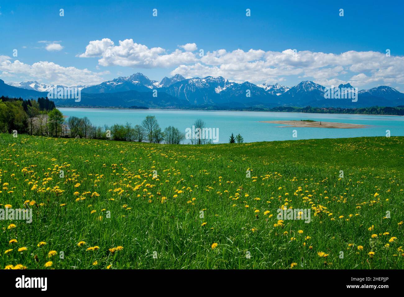 view across a flowering dandelion meadow to Lake Forggensee, Germany, Bavaria, Ostallgaeu Stock Photo