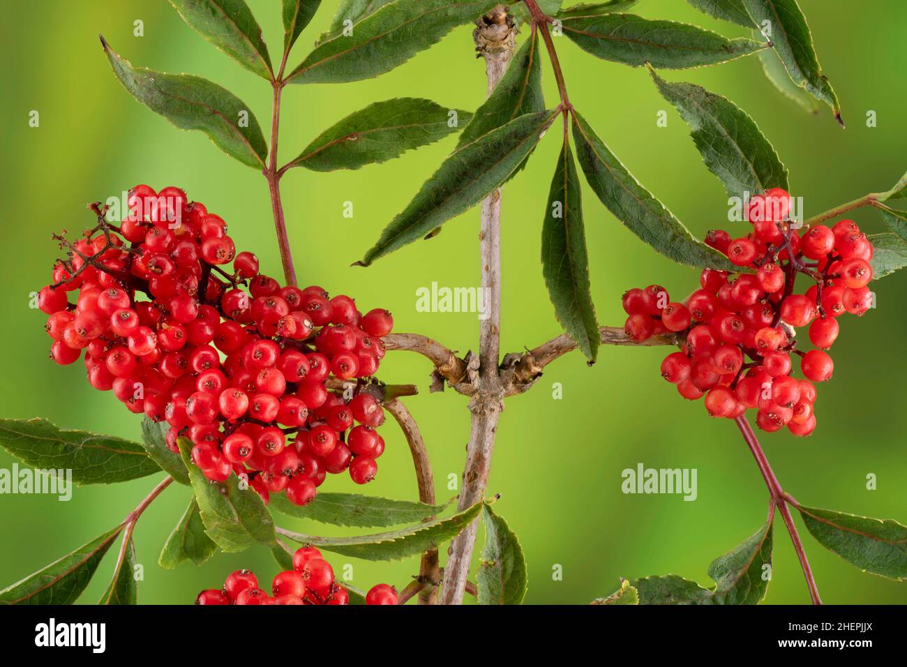 European red elder (Sambucus racemosa), Twig with fruits, Germany, Bavaria Stock Photo
