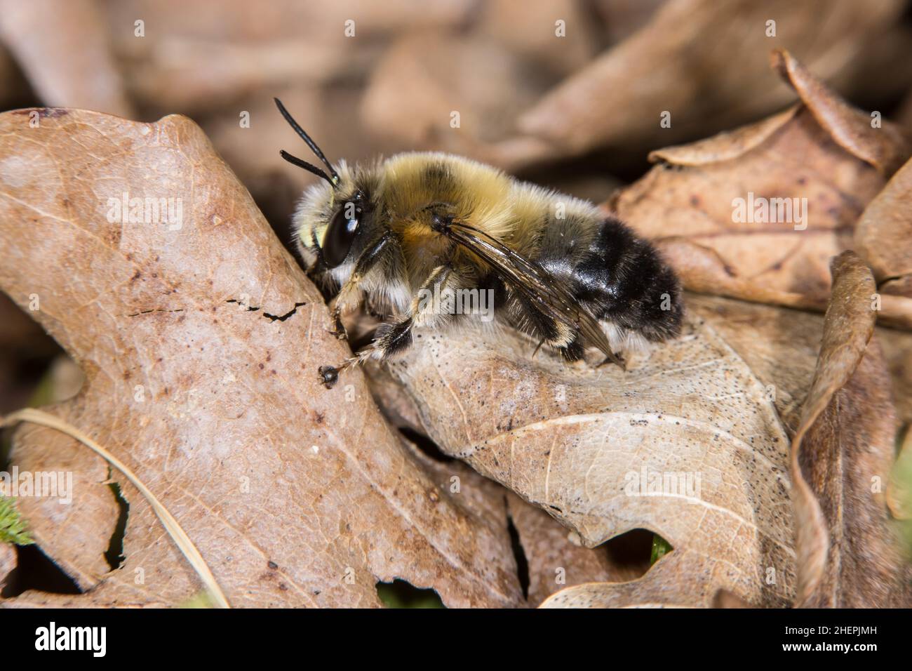 Flower bee (Anthophora aestivalis, Anthophora intermedia), male on fallen leaves, Germany Stock Photo