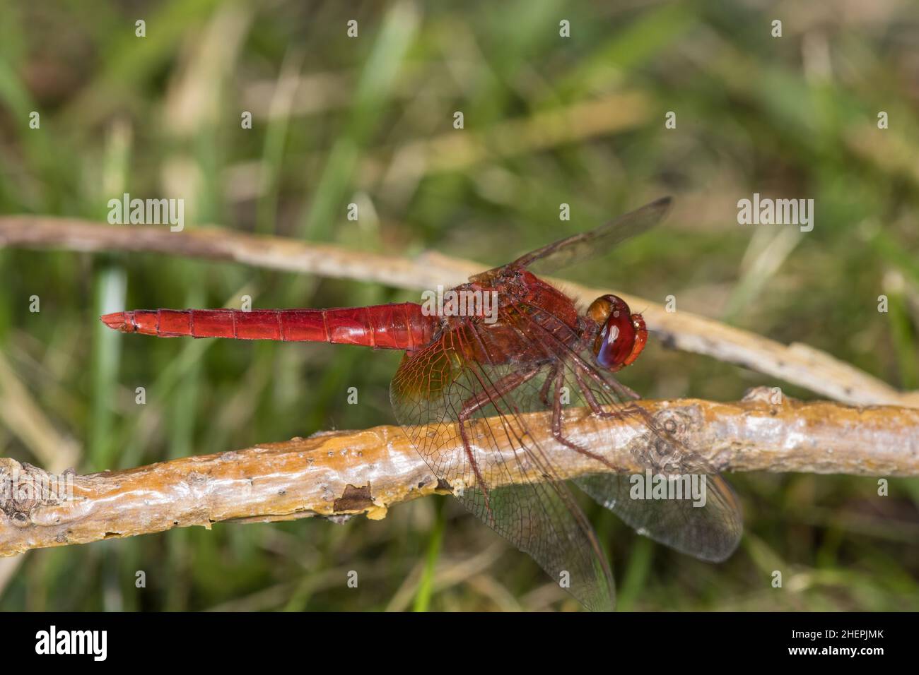 Broad Scarlet, Common Scarlet-darter, Scarlet Darter, Scarlet Dragonfly (Crocothemis erythraea, Croccothemis erythraea), male on a twig, side view, Stock Photo