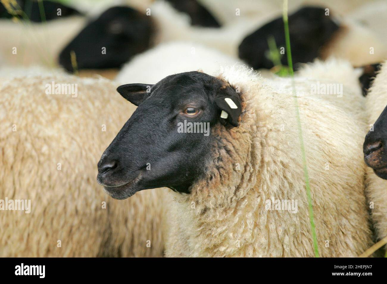 Rhoen sheep (Ovis ammon f. aries), Rhoen sheep, Germany Stock Photo