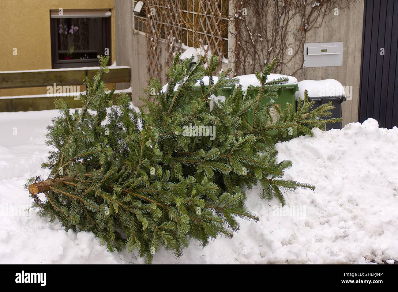 red spruce (Picea rubens), Christmas tree lying in the snow ready for collection after Christmas, disposal , Germany Stock Photo