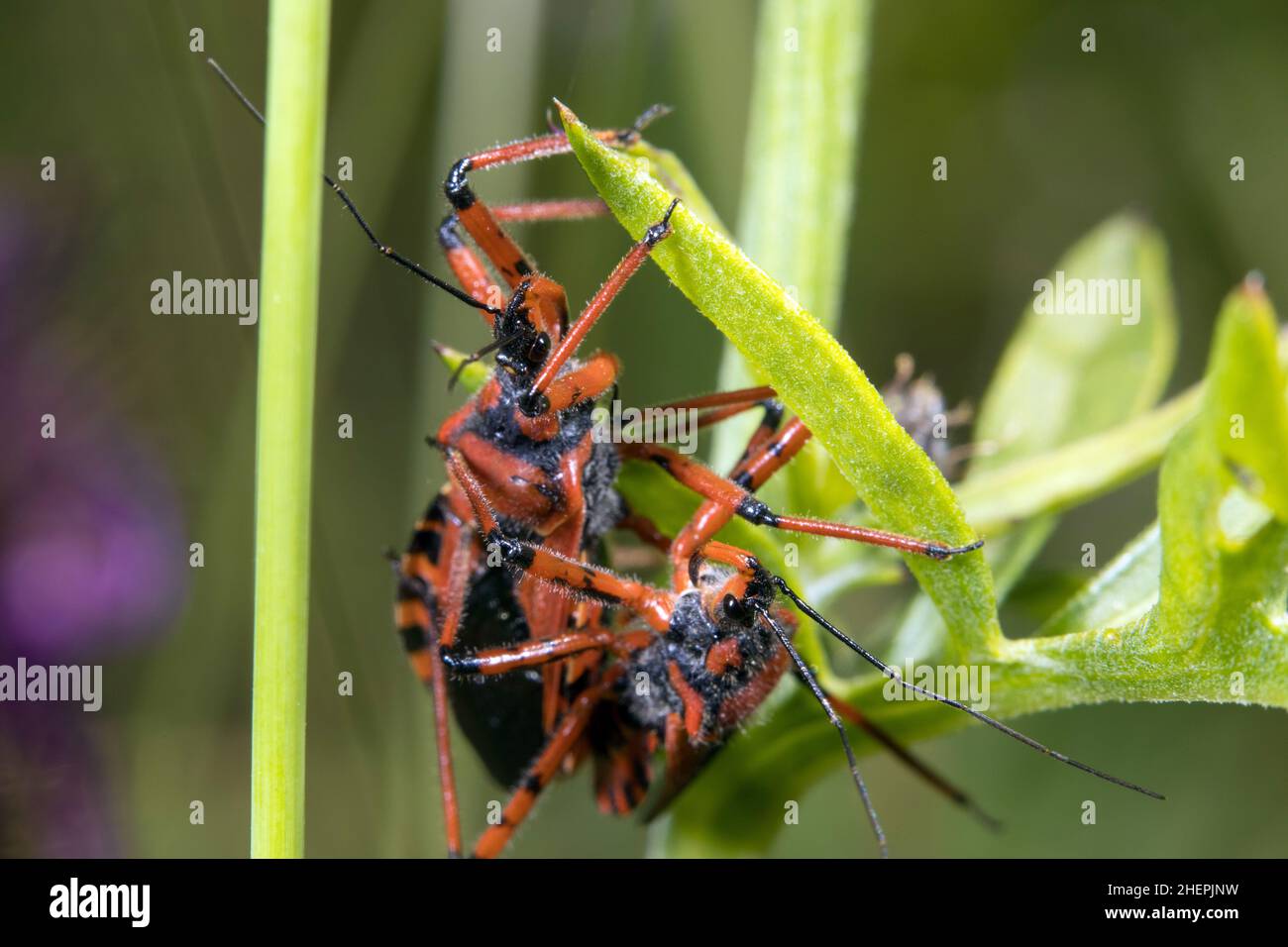 assassin bug (Rhinocoris iracundus, Rhynocoris iracundus), mating on a stem, Germany Stock Photo