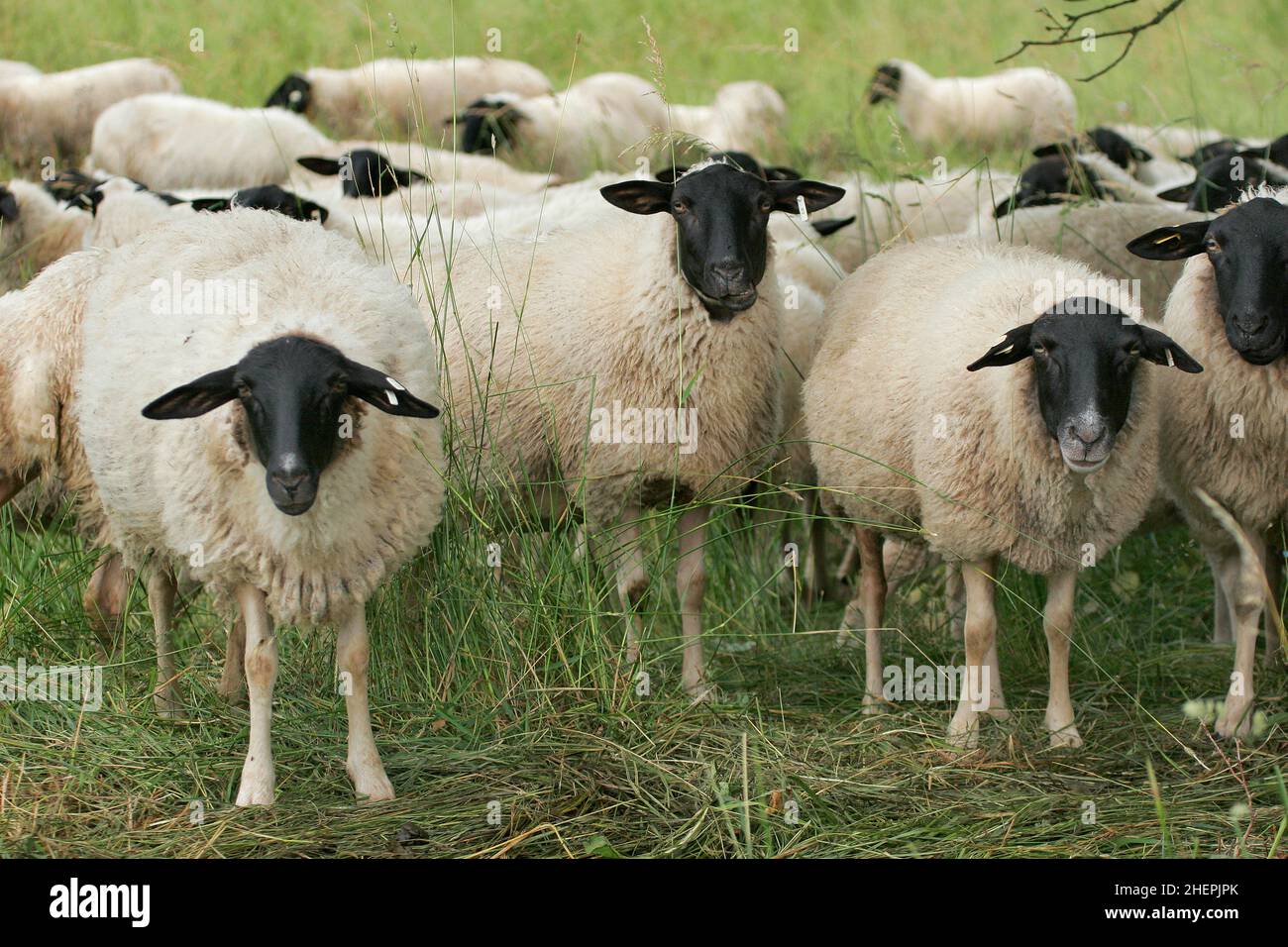 Rhoen sheep (Ovis ammon f. aries), Rhoen sheep, Germany Stock Photo