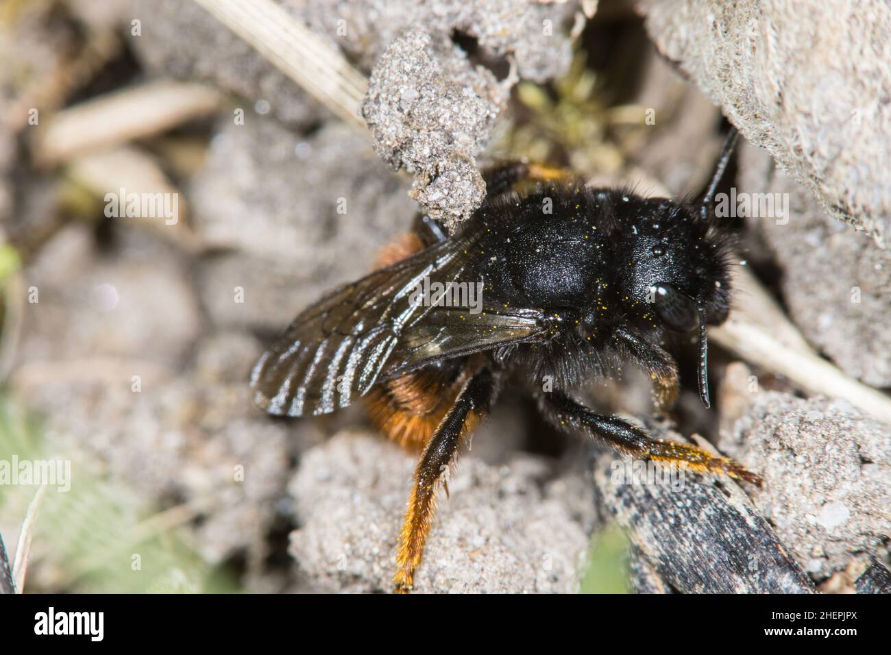 Bicoloured mason bee, Mason bee (Osmia bicolor), Female, Germany Stock Photo