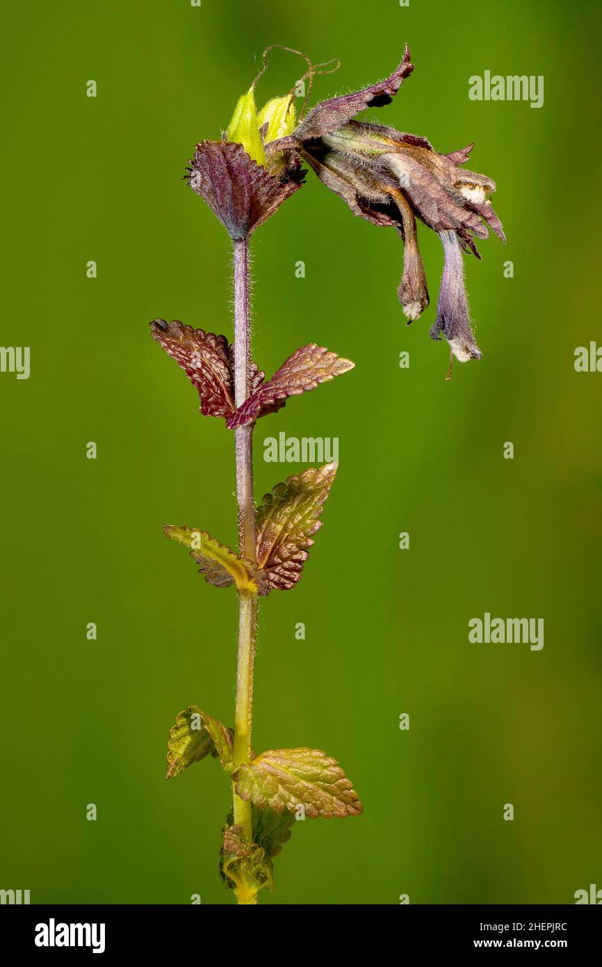 Alpine bartsia, Velvetbells (Bartsia alpina), Two inflorescences, cut-out, Austria, Tyrol Stock Photo