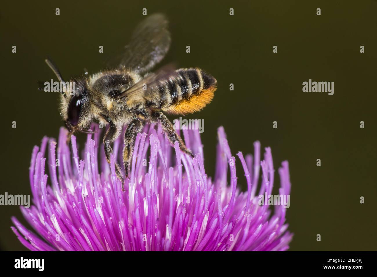 woodborer bee (Lithurgus chrysurus), sitting at a thistle, Germany Stock Photo
