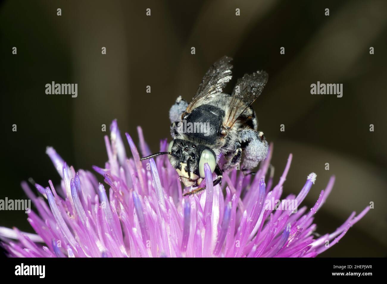 Little Flower-Bee (Anthophora bimaculata), sitting on a thistle, Germany Stock Photo
