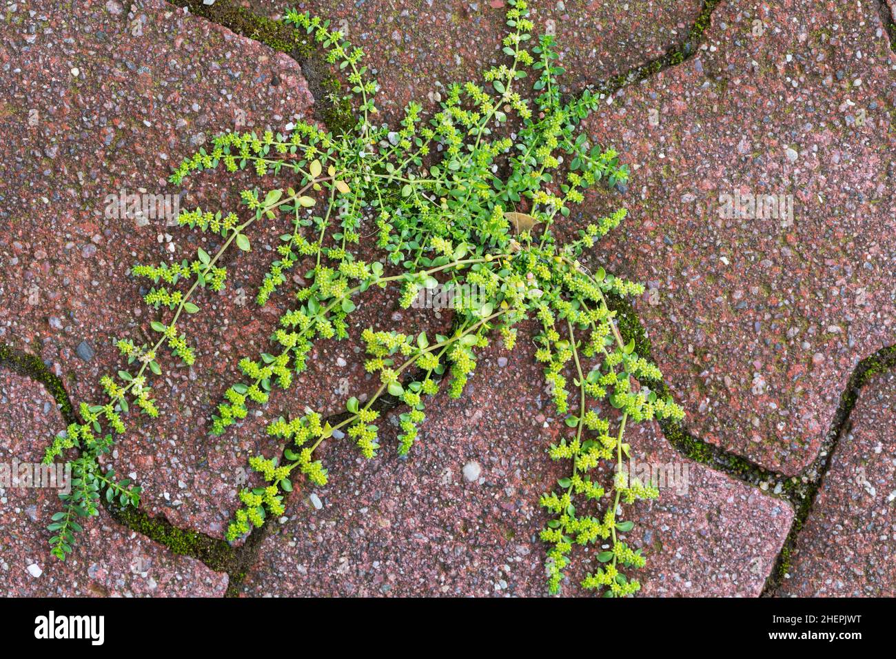 Smooth rupturewort, Smooth burstwort (Herniaria glabra), growing on a pavement, Germany Stock Photo