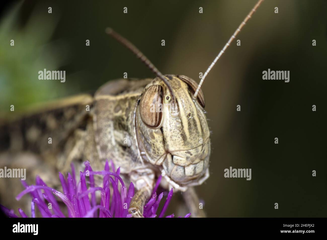 Italian locust (Calliptamus italicus, Calliptenus cerisanus), sits on thistle flower, portrait, Germany Stock Photo