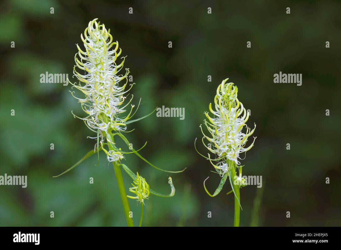 spiked rampion (Phyteuma spicatum), blooming, Germany Stock Photo