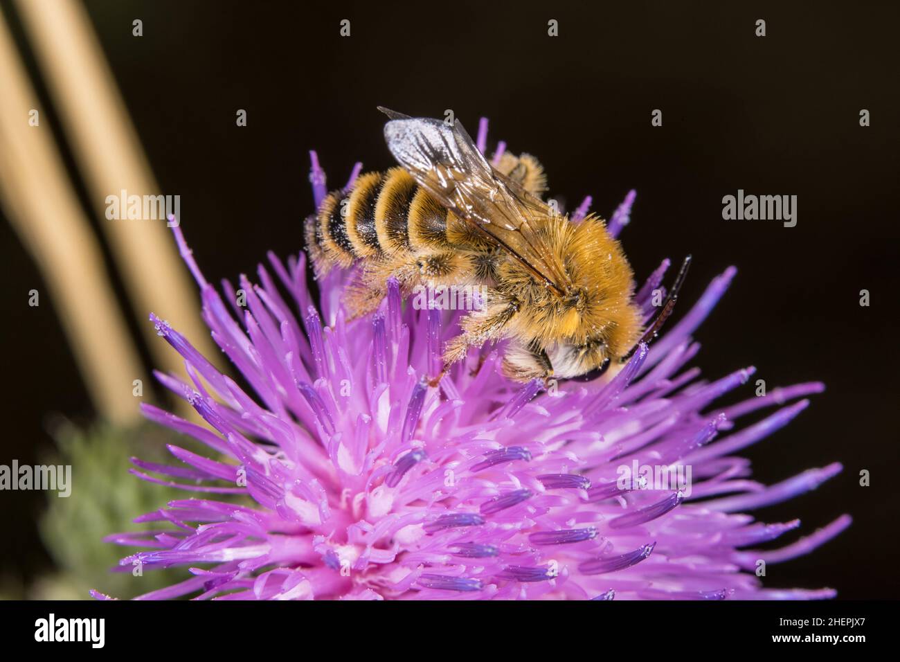 Pantaloon Bee (Dasypoda altercator, Dasypoda plumipes, Dasypoda hirtipes), sucks nectar from a thistle flower, Germany Stock Photo