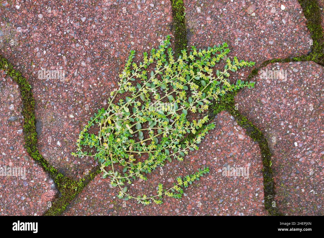 Smooth rupturewort, Smooth burstwort (Herniaria glabra), growing on a pavement, Germany Stock Photo