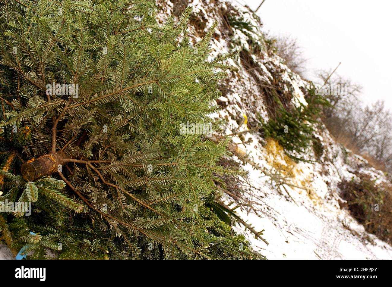 red spruce (Picea rubens), Christmas trees among compostable waste , Germany Stock Photo