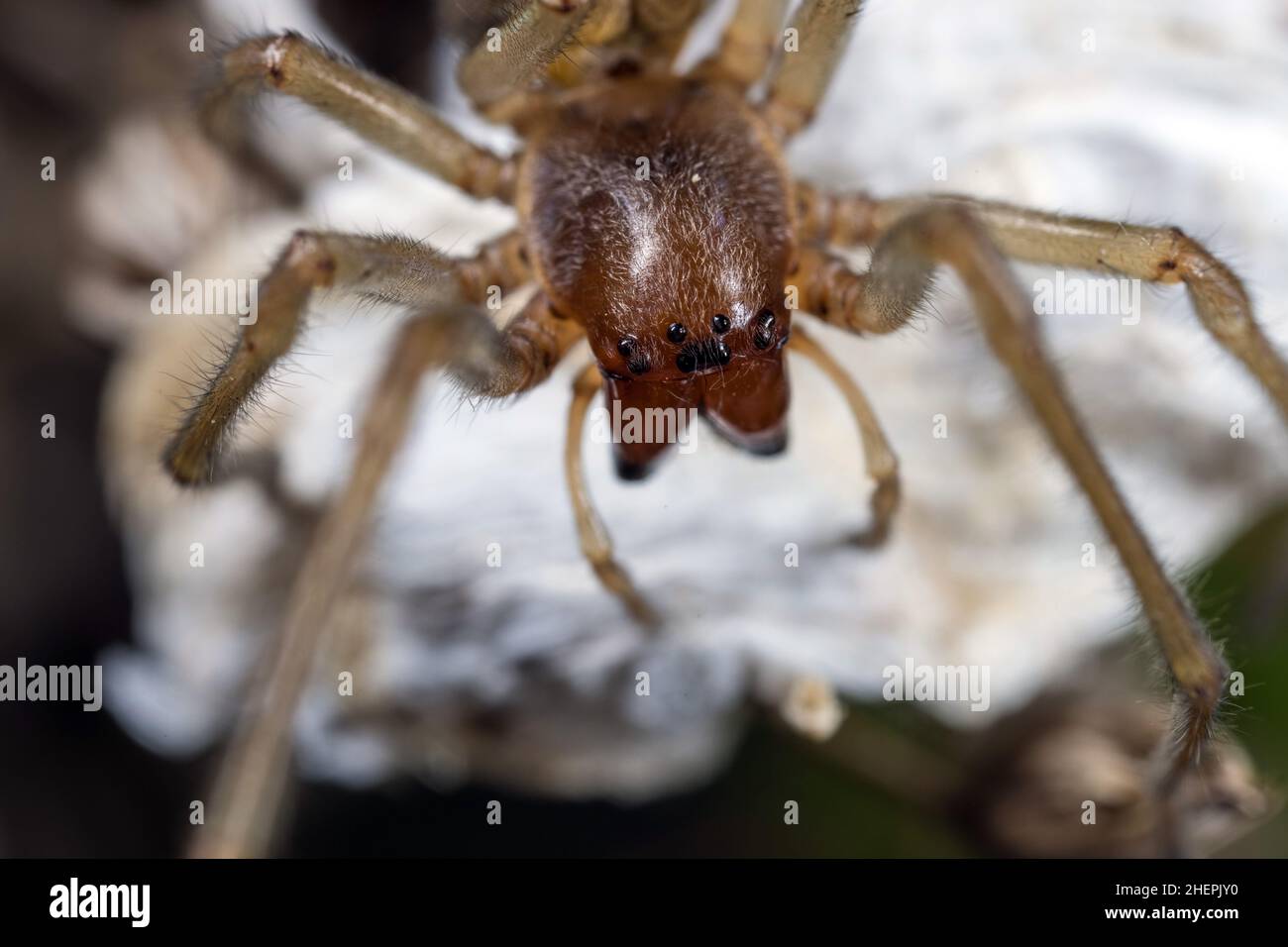 European sac spider, Yellow sack spider (Cheiracanthium punctorium